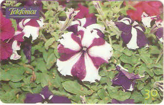 SP-0289 - Petúnia Estrela